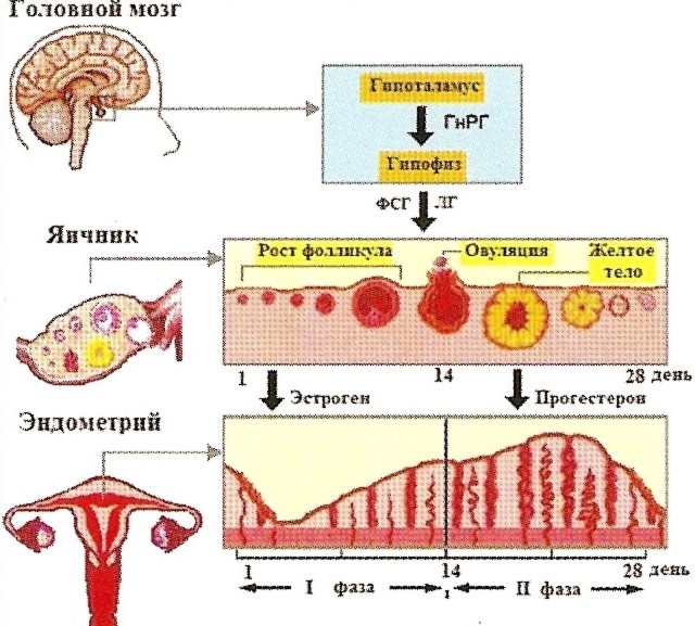 Цикл Овариально-Менструальный фото